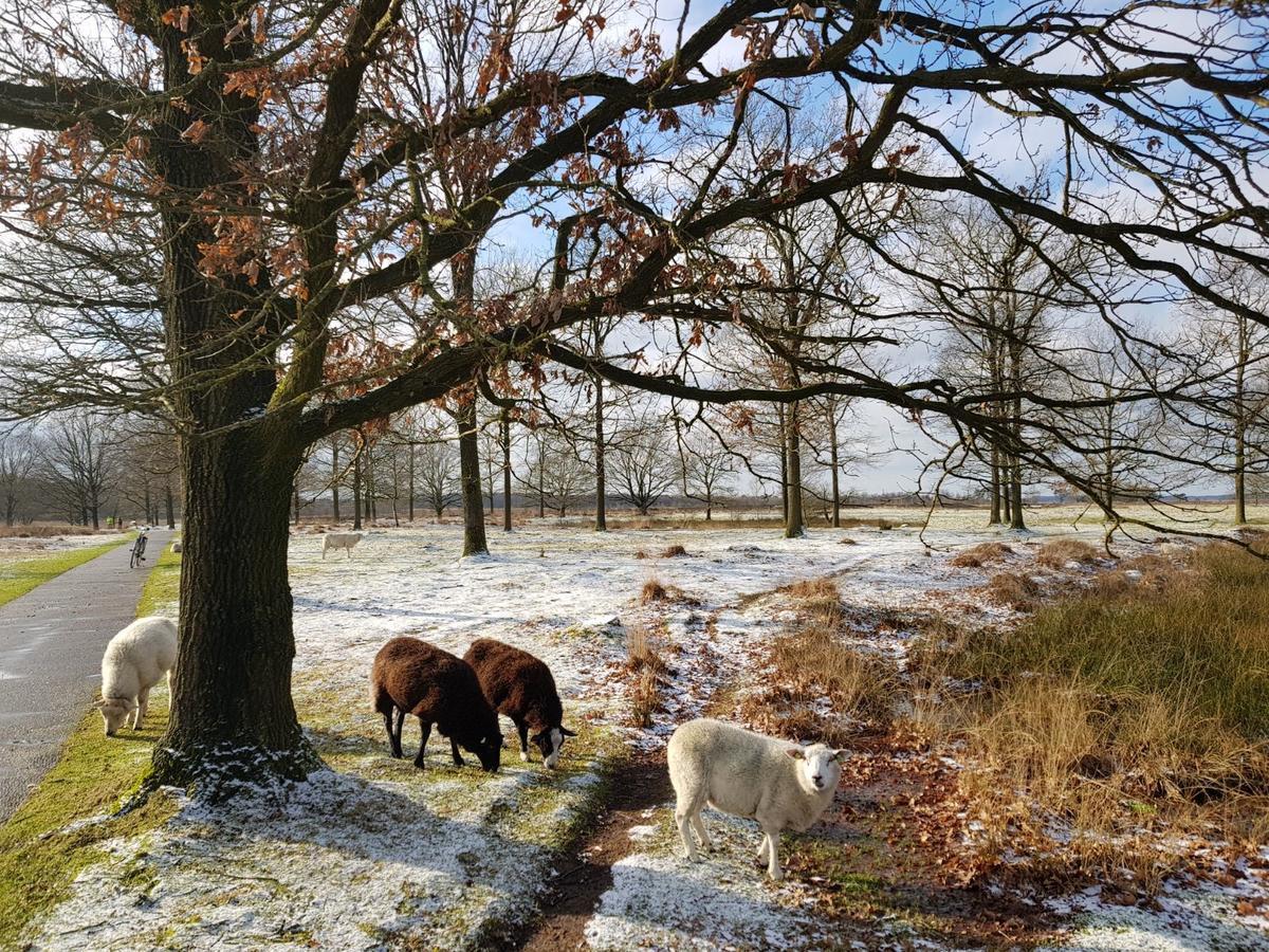 Hoeve Den Anholt Villa Ruinen Esterno foto