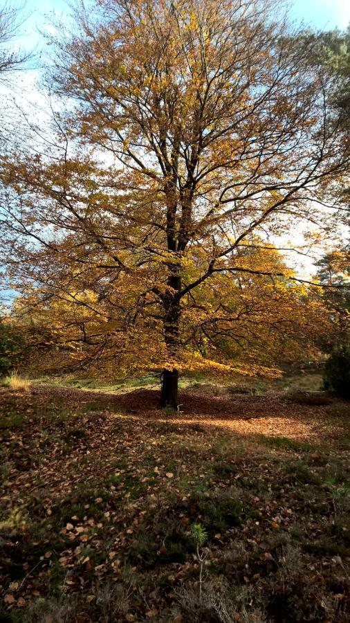 Hoeve Den Anholt Villa Ruinen Esterno foto